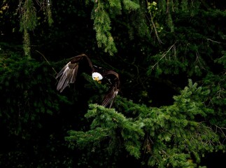 BALD EAGLE haliaeetus leucocephalus, ADULT IN FLIGHT