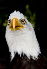 Fototapeta premium BALD EAGLE haliaeetus leucocephalus, PORTRAIT OF ADULT
