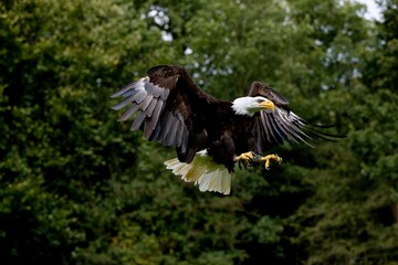 BALD EAGLE haliaeetus leucocephalus, ADULT IN FLIGHT