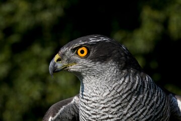 GOSHAWK accipiter gentilis, PORTRAIT OF ADULT