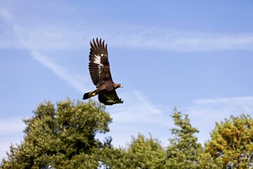 GOLDEN EAGLE aquila chrysaetos, ADULT IN FLIGHT