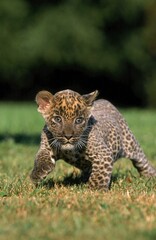 LEOPARD panthera pardus, CUB WALKING ON GRASS
