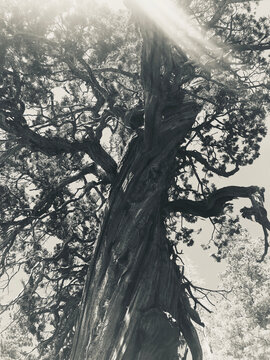 Low angle view of old growth Bristlecone pine tree, sun shining through canopy