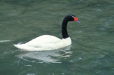 BLACK NECKED SWAN cygnus melanocoryphus, ADULT STANDING ON WATER