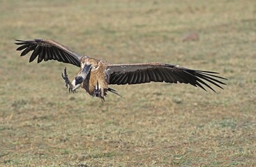 AFRICAN WHITE BACKED VULTURE gyps africanus, ADULT LANDING, KENYA