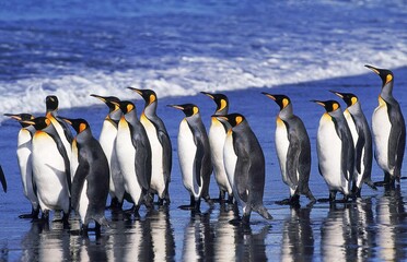 KING PENGUIN aptenodytes patagonica, GROUP WALKING ON BEACH, SALISBURY PLAIN IN SOUTH GEORGIA