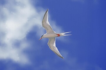 ARCTIC TERN sterna paradisaea, ADULT IN FLIGHT, AUSTRALIA