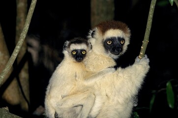 VERREAUX'S SIFAKA propithecus verreauxi, MOTHER WITH BABY ON ITS BACK, BERENTY RESERVE, MADAGASCAR