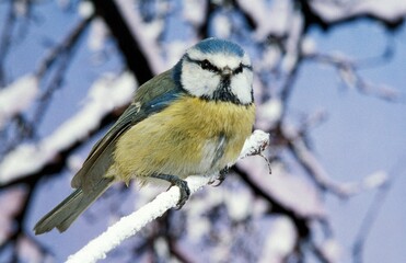 Obraz na płótnie Canvas BLUE TIT parus caeruleus, ADULT STANDING ON BRANCH WITH SNOW