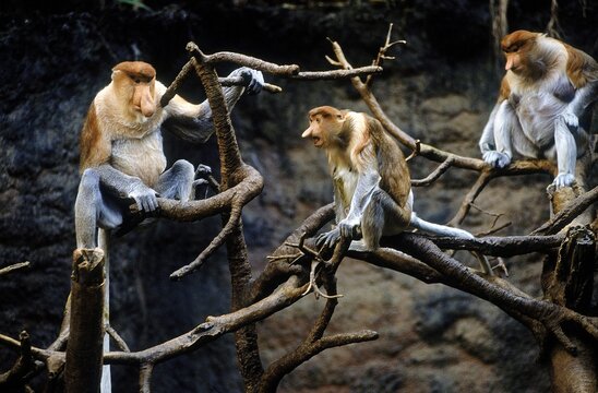 PROBOSCIS MONKEY nasalis larvatus, MALE AND FEMALES SITTING ON BRANCH