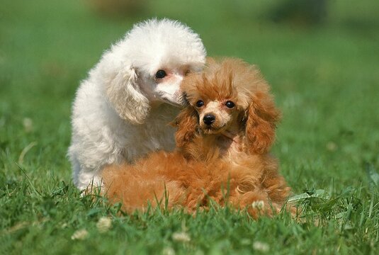 WHITE AND ApRICOT TOY POODLES