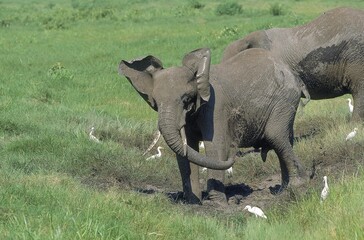 Obraz premium AFRICAN ELEPHANT loxodonta africana, SPRAYING MUDDY WATER, KENYA