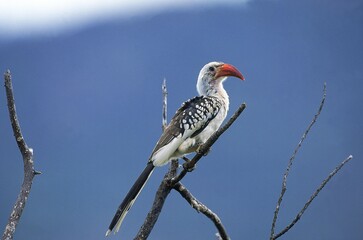 RED BILLED HORNBILL tockus erythrorhynchus, ADULT STANDING ON BRANCH, KENYA