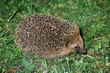 EUROPEAN HEDGEHOG erinaceus europaeus, ADULT STANDING ON GRASS © slowmotiongli
