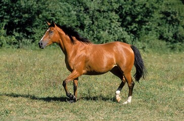 Naklejka na ściany i meble ARABIAN HORSE, ADULT STANDING IN PASTURE