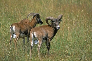 EUROPEAN MOUFLON SHEEP ovis ammon musimon, PAIR OF MALES