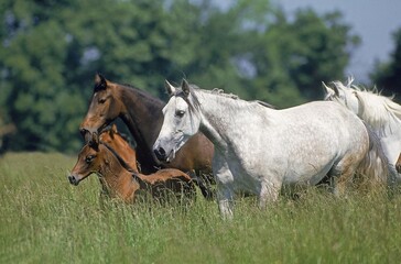 Naklejka na ściany i meble LUSITANO HORSE, MARES WITH FOALS STANDING IN LONG GRASS