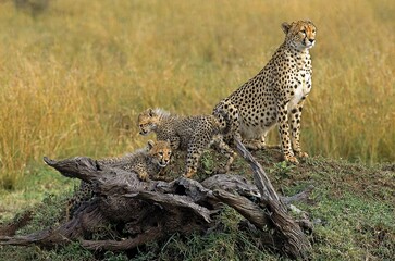 CHEETAH acinonyx jubatus, MOTHER WITH CUB, MASAI MARA PARK, KENYA