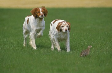 BRITTANY SPANIEL DOG, ADULTS POINTING TO PARTRIDGE