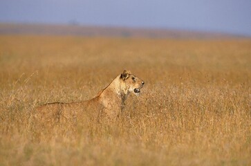 AFRICAN LION panthera leo, FEMALE LOOKING AROUND IN LONG GRASS, KENYA