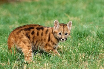 COUGAR puma concolor, CUB STANDING ON GRASS