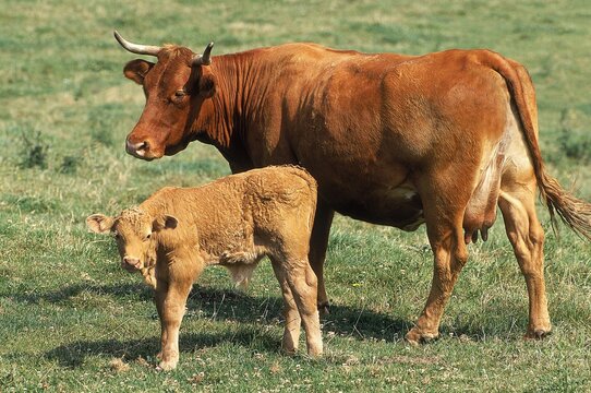 LIMOUSIN CATTLE, COW WITH CALF STANDING IN PASTURE