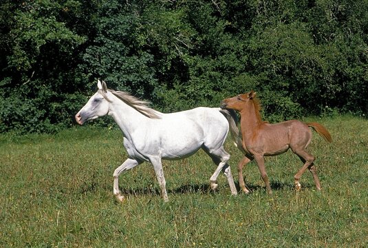 ARABIAN HORSE, MARE WITH FOAL STANDING IN PASTURE