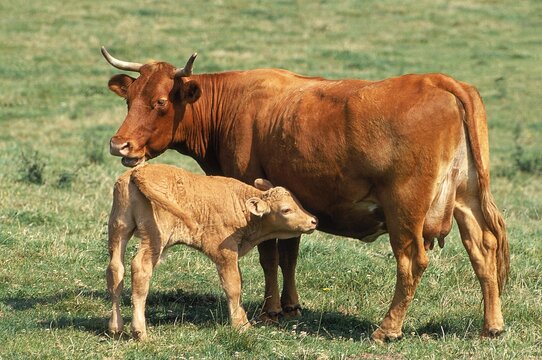 LIMOUSIN CATTLE, COW WITH CALF STANDING IN PASTURE