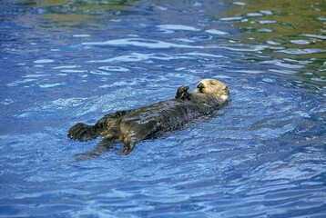 SEA OTTER enhydra lutris, CALIFORNIA