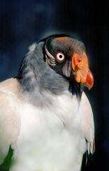 KING VULTURE sarcoramphus papa, PORTRAIT OF ADULT