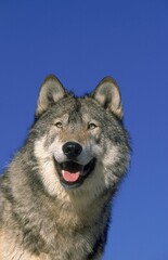 NORTH AMERICAN GREY WOLF canis lupus occidentalis, PORTRAIT OF ADULT