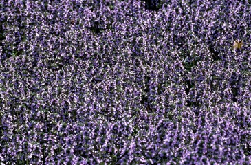LEMON THYME thymus citriodorus