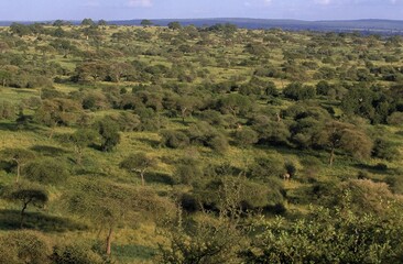Fototapeta na wymiar SAVANNAH LANDSCAPE, TARANGIRE PARK IN TANZANIA