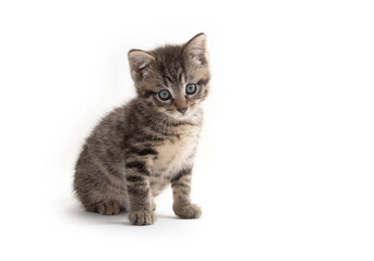 Fototapeta na wymiar Cute tabby kitten isolated on white