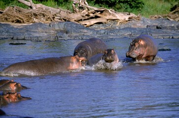 HIPPOPOTAMUS hippopotamus amphibius, GROUP STANDING IN MARA RIVER, KENYA