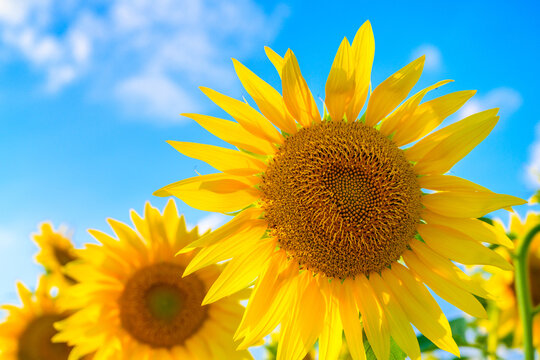Sunflowers And Blue Skies
