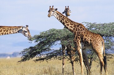 MASAI GIRAFFE giraffa camelopardalis tippelskirchi, GROUPE NEAR ACACIA TREE, KENYA