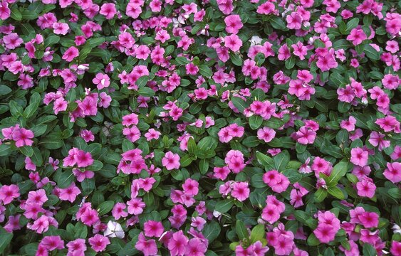 FLOWERBED WITH PINK FLOWERS