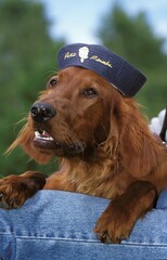 IRISH SETTER OR RED SETTER DOG, MALE WEARING HAT