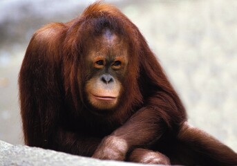 ORANG UTAN pongo pygmaeus, FEMALE IN A ZOO