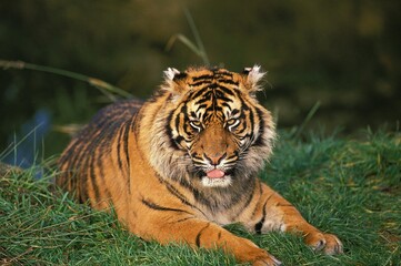 SUMATRAN TIGER panthera tigris sumatrae, ADULT RESTING ON GRASS