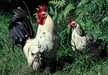HEN AND COCK, PAIR STANDING ON GRASS