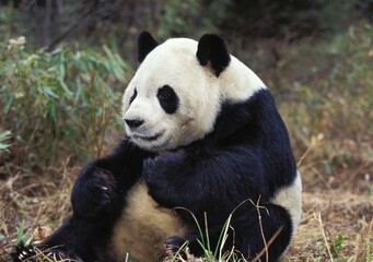 Obraz na płótnie Canvas GIANT PANDA ailuropoda melanoleuca, ADULT, WOLONG RESERVE IN CHINA