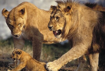 AFRICAN LION panthera leo, FEMALE WITH MALE AND CUB
