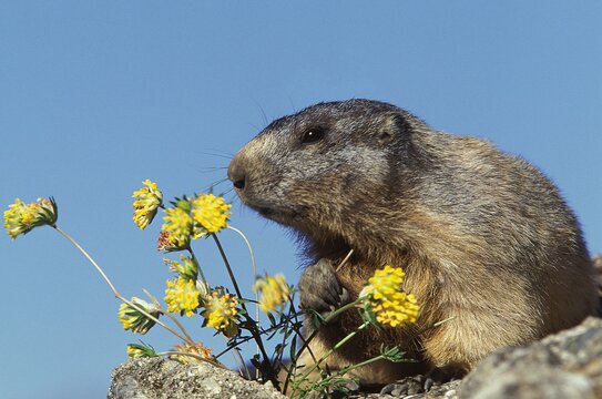 marmot women's ski pants