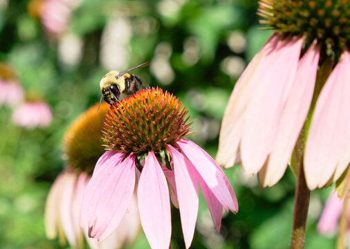 Honeybee on Flower