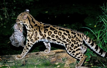 MARGAY CAT leopardus wiedi, MOTHER CARRYING CUB