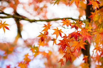 autumn maple leaves