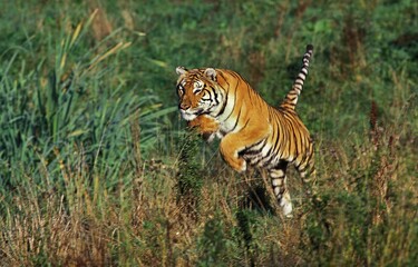 BENGAL TIGER panthera tigris tigris, ADULT LEAPING IN LONG GRASS