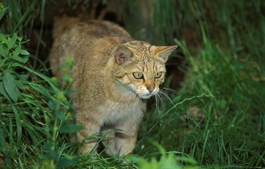 EUROPEAN WILDCAT felis silvestris, ADULT STANDING ON GRASS